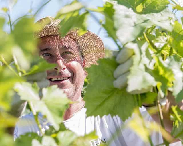 Péče o vinnou révu