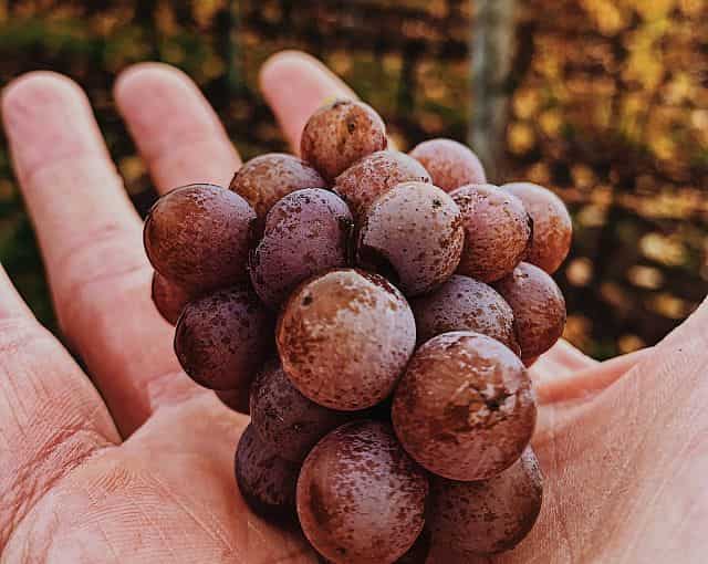 Vinné hrozny z vinařství Kořenek